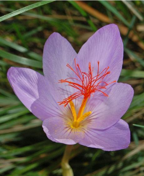dcrocuspflo97ligusticuswikimediacommons