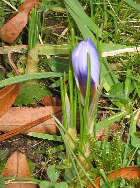 dcrocuspflobud91chrysanthusbluepearlwikimediacommons