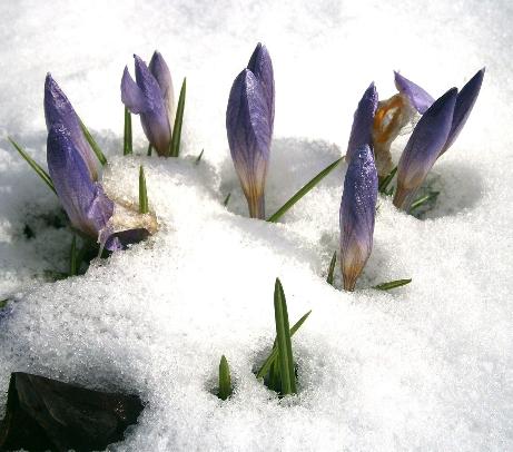 dcrocuspflobud91etruscuswikimediacommons