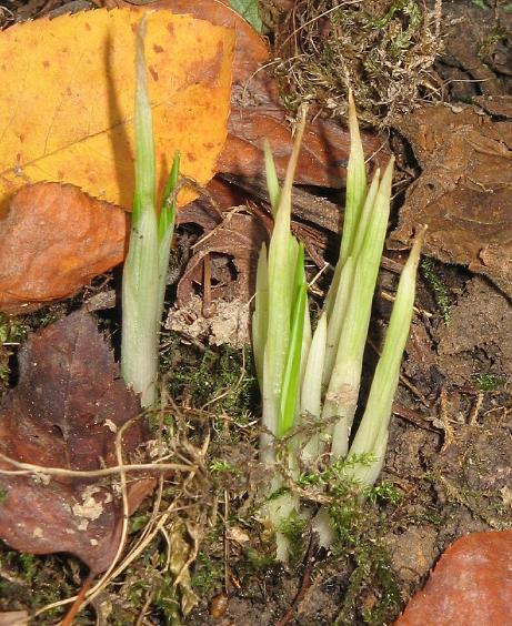 dcrocuspflobud91ligusticuswikimediacommons