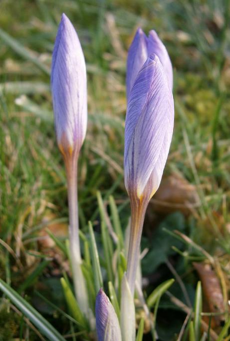 dcrocuspflobud92etruscuswikimediacommons