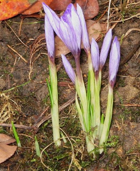 dcrocuspflobud92ligusticuswikimediacommons