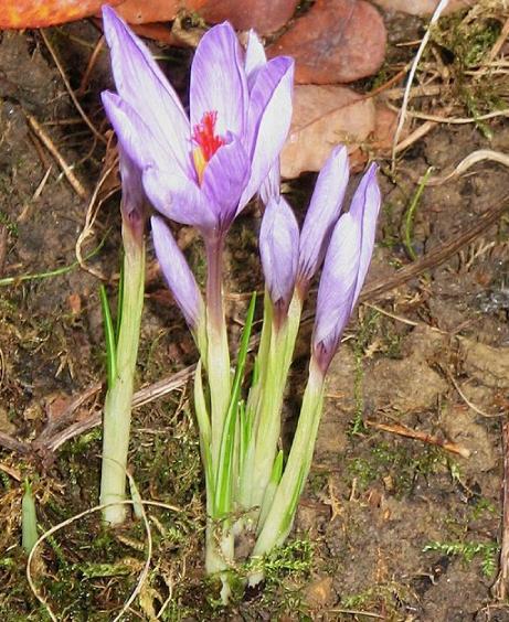 dcrocuspflobud93ligusticuswikimediacommons