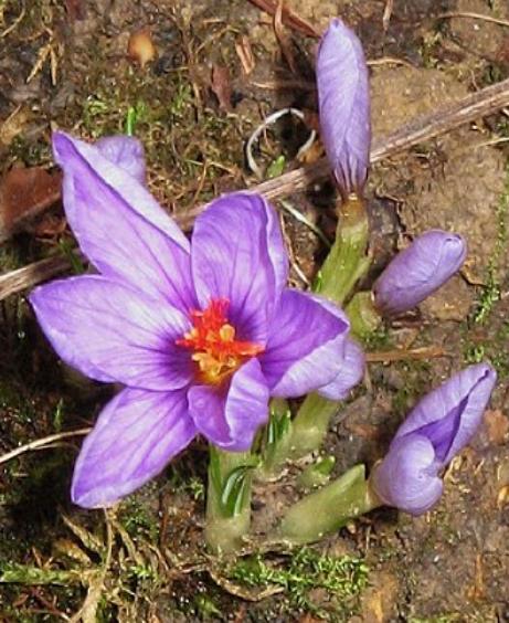 dcrocuspflobud94ligusticuswikimediacommons