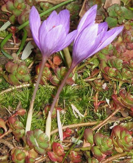 dcrocuspflos95ligusticuswikimediacommons