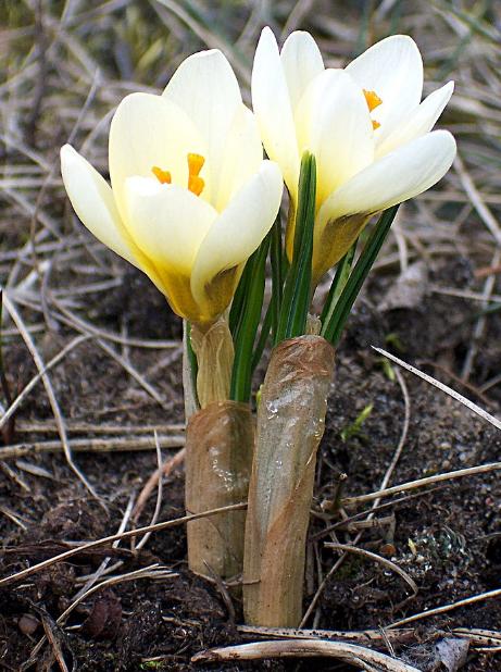 dcrocuspfor93chrysanthuscreambeautywikimediacommons