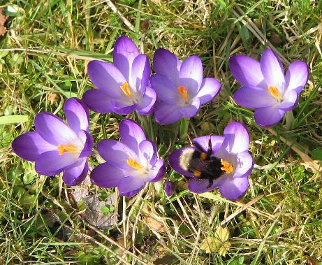 dcrocuspfor93tommasinianusrubygiantwikimediacommons