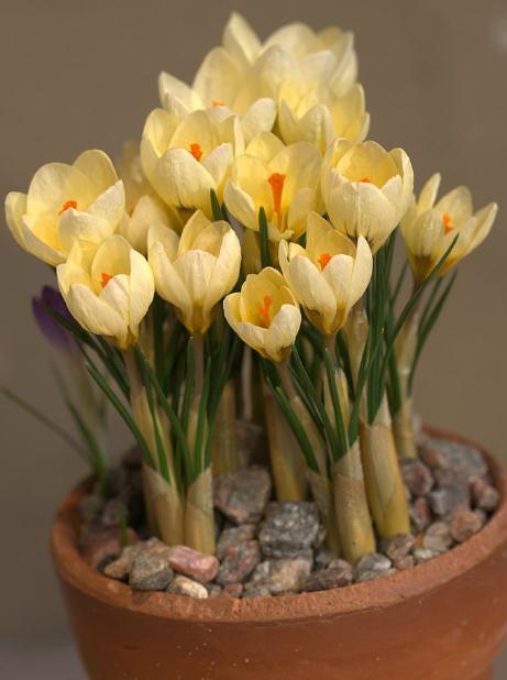 dcrocuspfor94chrysanthuscreambeautywikimediacommons