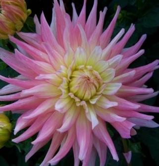 dahliapfloextaservroger