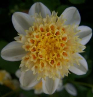 dahliapflototorvroger
