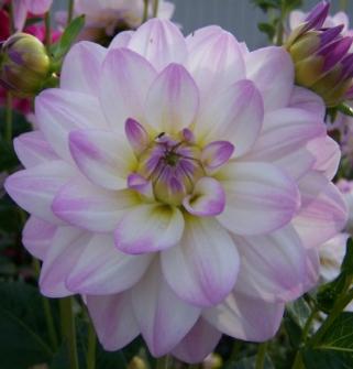 dahliapflotwilighttimervroger