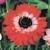 anemonecflo1coronariastbrigidgeetee1a1a