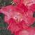 gladioluscfloangelicnagc1