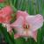 gladioluscflobenvenutorvroger1