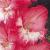 gladioluscflomarysdreamnagc