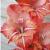 gladioluscfloorangedartnagc