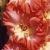 gladioluscflopowerfulladynagc