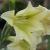 gladioluscflotristisrvroger1a1