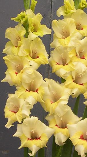 gladiolusffloflevosmilencoe