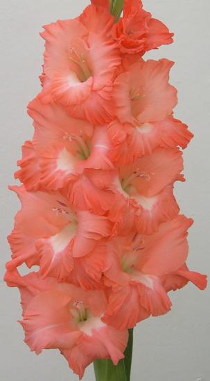 gladiolusfflograndfinalencoe