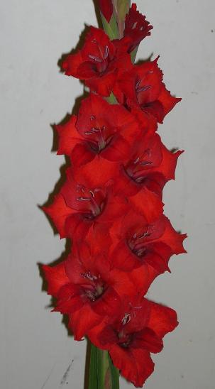 gladiolusfflohuronfoxncoe