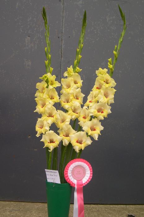gladiolusfforflevosmilencoe