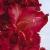 gladioluscflocheersnagc1a