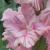 gladioluscflorozovayafantazianagc1a
