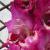gladioluscflowilliamtellnagc1a
