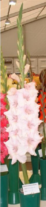 gladiolusfforpinnaclencoe