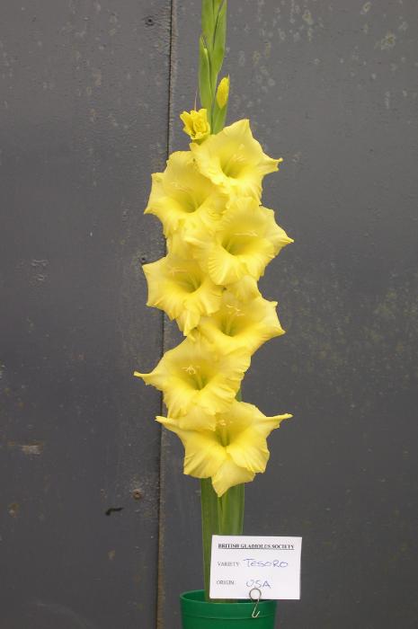 gladiolusffortesoroncoe