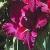 gladioluscflobenjaminnagc1a