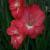 gladioluscfloespressorvroger1a1