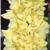 gladioluscflofancyrufflesnagc1a1