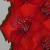 gladioluscflohuronfoxncoe1a1