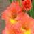 gladioluscfloorangeensemblenagc1a
