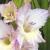 gladioluscfloperthsilencenagc1a