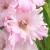 gladioluscflopetachristinanagc1a