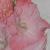 gladioluscflopinkelegancencoe1a1