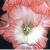 gladioluscflosuperiorchampnagc1a