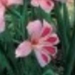 gladioluspfloimpressivervroger