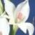 gladioluscflocolvilleialbusrvroger1a1a