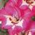 gladioluscfloneatnagc1a1