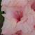 gladioluscflopeppermintdelightnagc1a