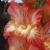gladioluscflopurepoetrynagc1a