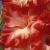 gladioluscfloshowmansdelightnagc1a1a
