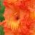 gladioluscflowowzernagc1a