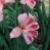 gladioluscfloimpressivervroger1a1a