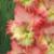 gladioluscflolylenagc1a
