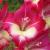 gladioluscflosmartypantsnagc1a